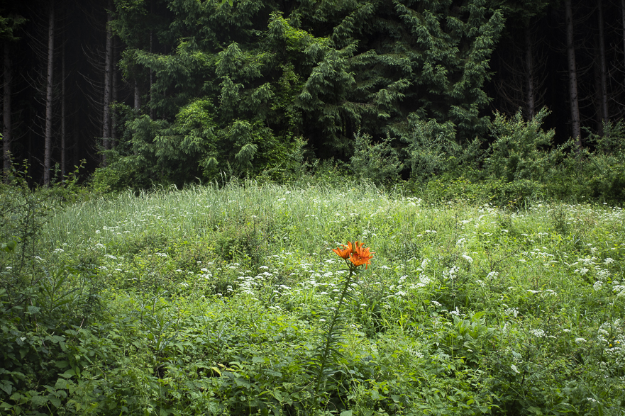 Taglilie am Waldrand
